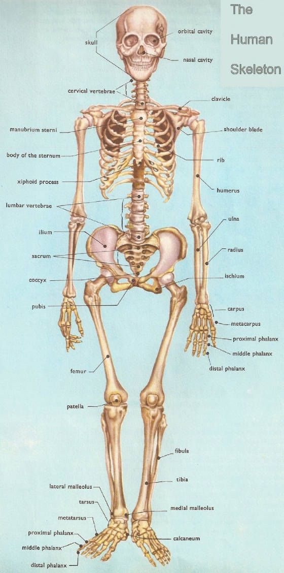 Human-Skeleton